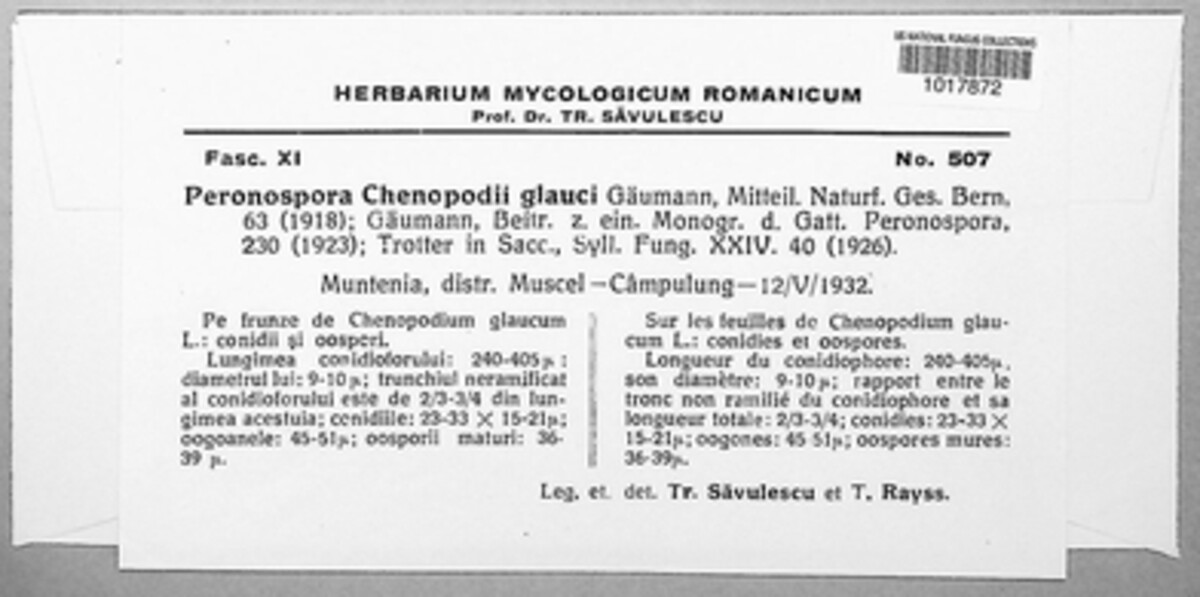 Peronospora chenopodii-glauci image